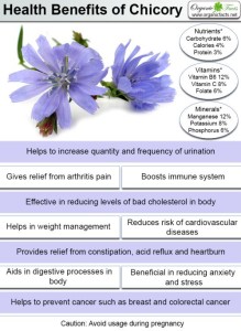 chicoryinfo